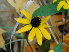 Rudbeckia triloba