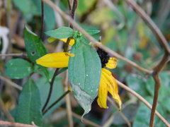 Rudbeckia triloba