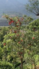 Melaleuca citrina