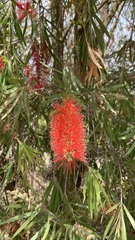 Melaleuca citrina