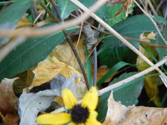 Rudbeckia triloba