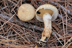 Suillus decipiens