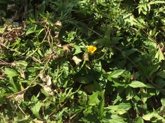 Sphagneticola trilobata