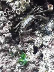 Pachygrapsus socius
