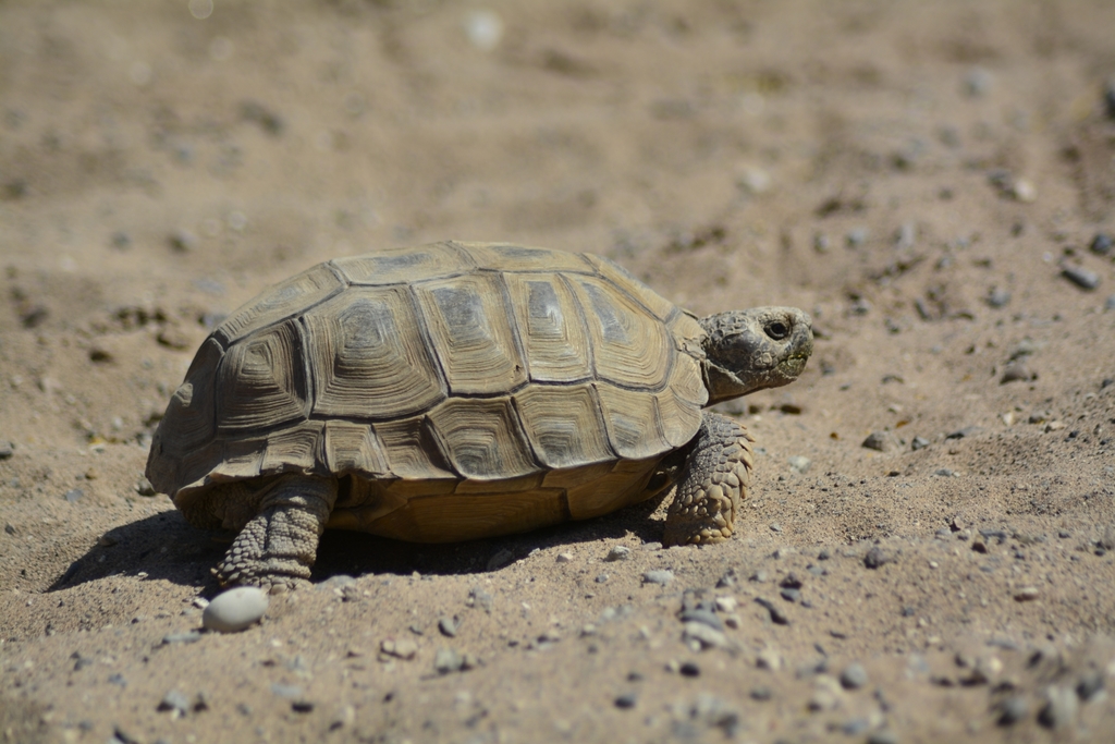 Chaco Tortoise in November 2020 by veonatura · iNaturalist