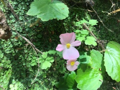 Begonia uniflora