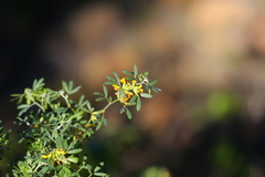 Acmispon dendroideus
