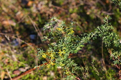 Acmispon dendroideus