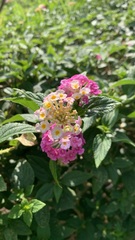 Lantana camara
