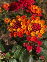 Lantana camara
