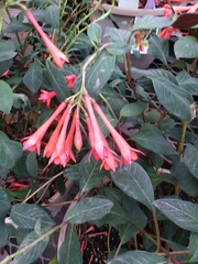 Magnoliopsida
