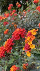 Lantana camara