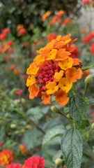 Lantana camara