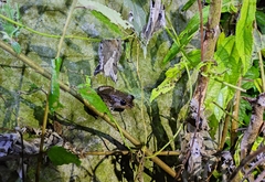 Limnonectes kuhlii