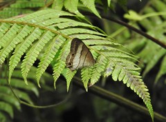 Euptychoides laccine
