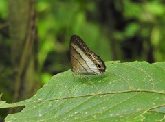 Euptychoides laccine