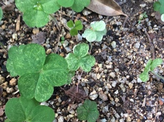 Trifolium alexandrinum