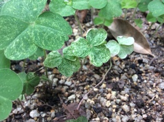 Trifolium alexandrinum