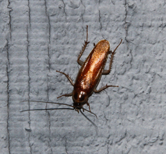 Ischnoptera bilunata