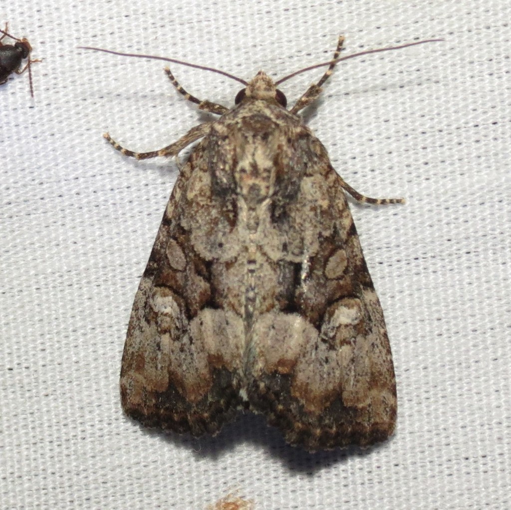 Mesapamea arbora