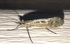 Glyphopsyche irrorata