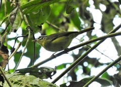 Basileuterus tristriatus daedalus