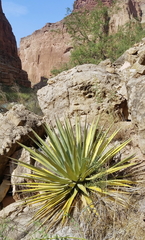 Agave utahensis