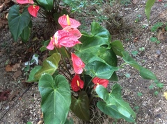 Anthurium