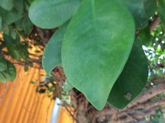 Ficus microcarpa