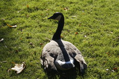 Branta canadensis