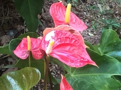 Anthurium