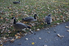 Branta canadensis
