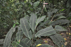 Heliconia metallica