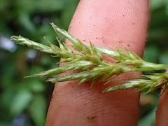 Carex bolanderi