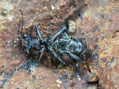Dianous nitidulus