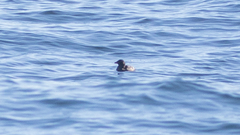 Cerorhinca monocerata