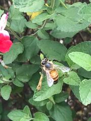 Apis mellifera