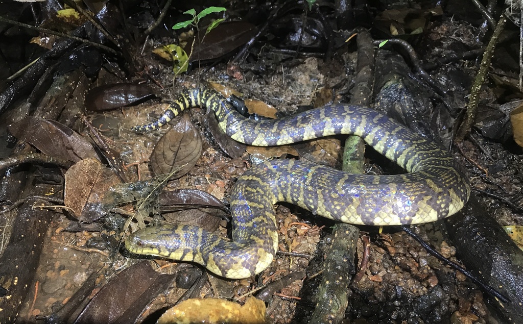 Bocourt's Mud Snake