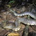 Bocourt's Water Snake - Photo (c) herpingvietnam, some rights reserved (CC BY-NC)