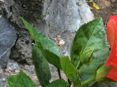 Hibiscus rosa-sinensis