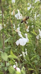 Apis mellifera