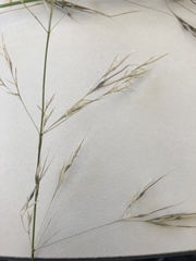Austrostipa aristiglumis