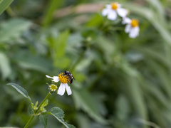Megachile conjuncta