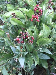 Sambucus racemosa racemosa