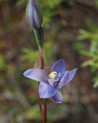 Thelymitra sanscilia
