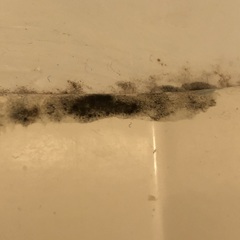 Aureobasidium