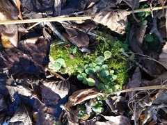 Chrysosplenium kamtschaticum