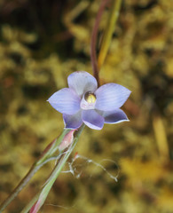 Thelymitra sanscilia