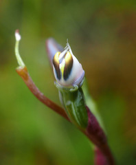 Thelymitra sanscilia
