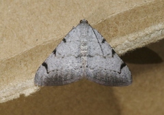 Digrammia triviata